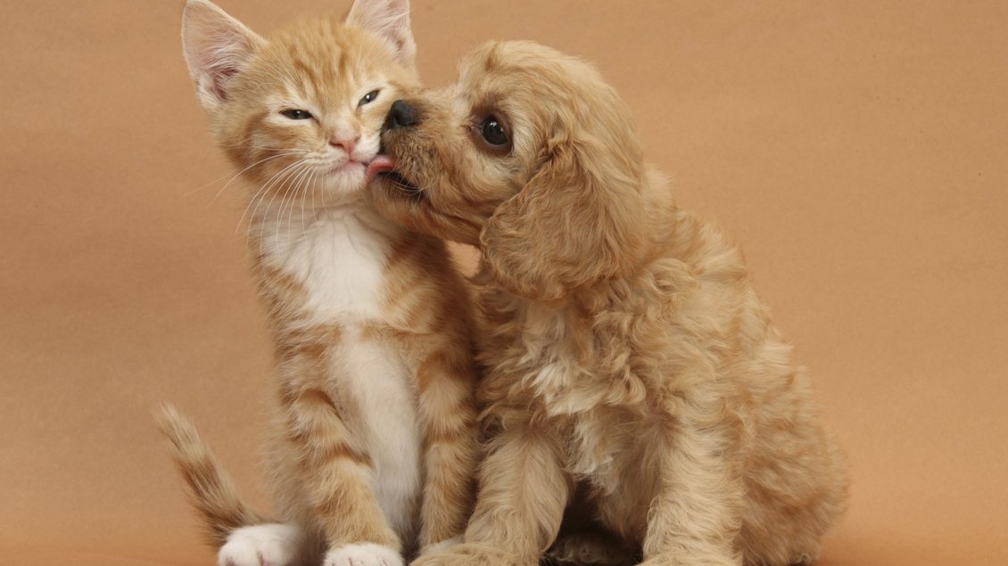 Download Wallpaper Kiss between sweet dog and cat