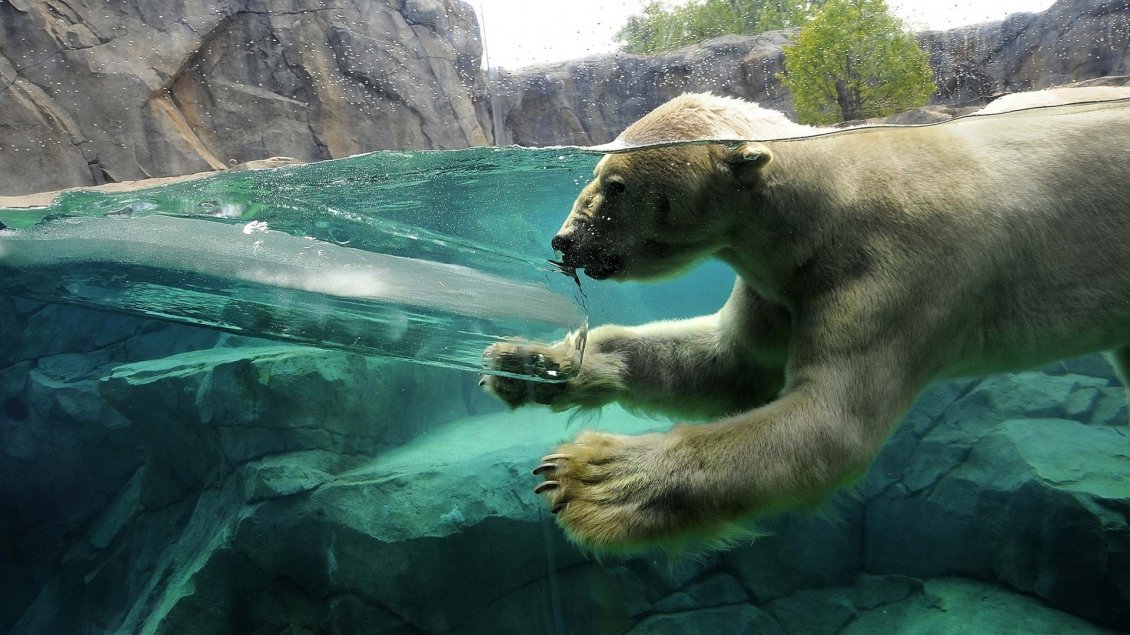 Download Wallpaper A polar bear swimming in water between rocks