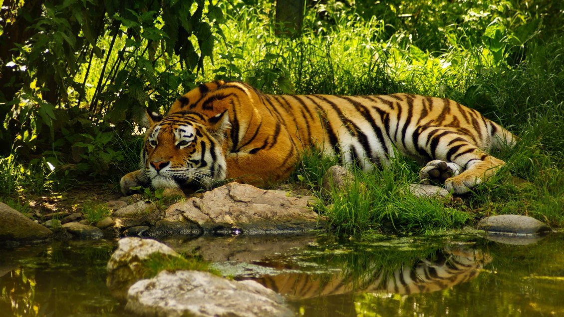 Download Wallpaper An amazing tiger sleeps on the shore of river