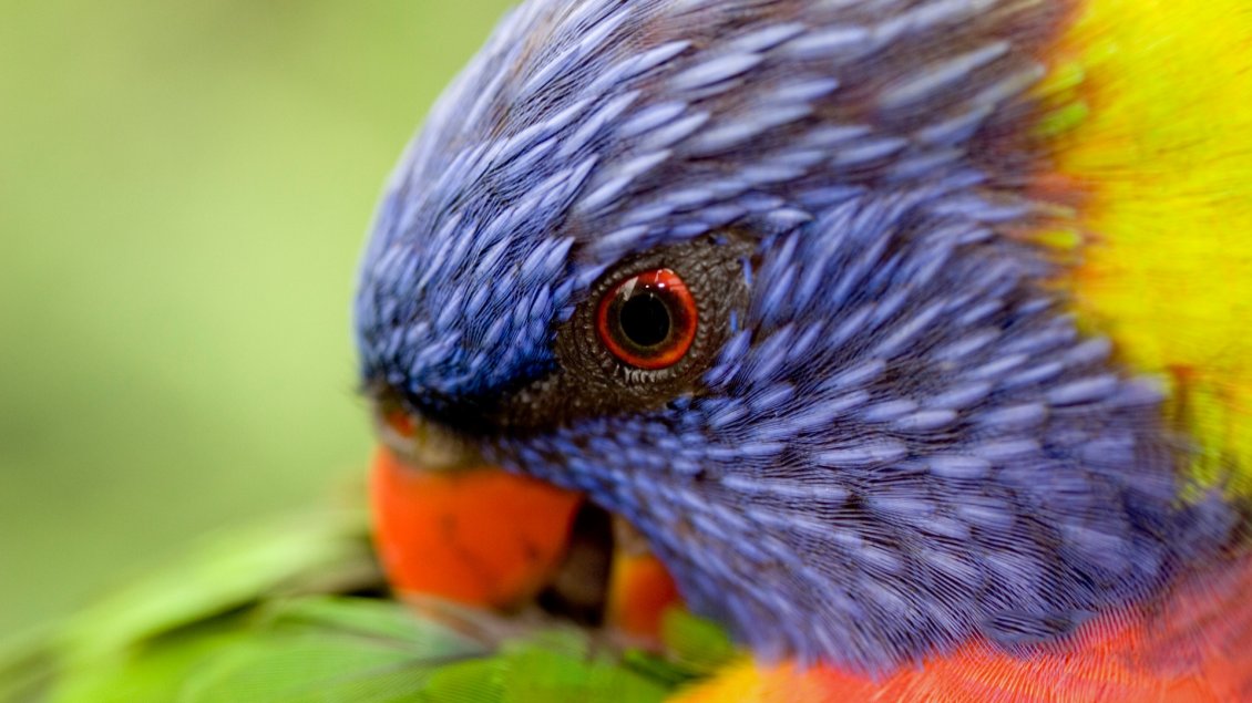 Download Wallpaper A beautiful colorful lorikeet - Rainbow bird