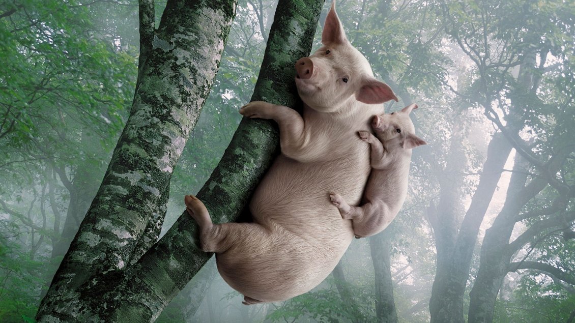 Download Wallpaper Big and small pigs in the tree - Funny wallpaper
