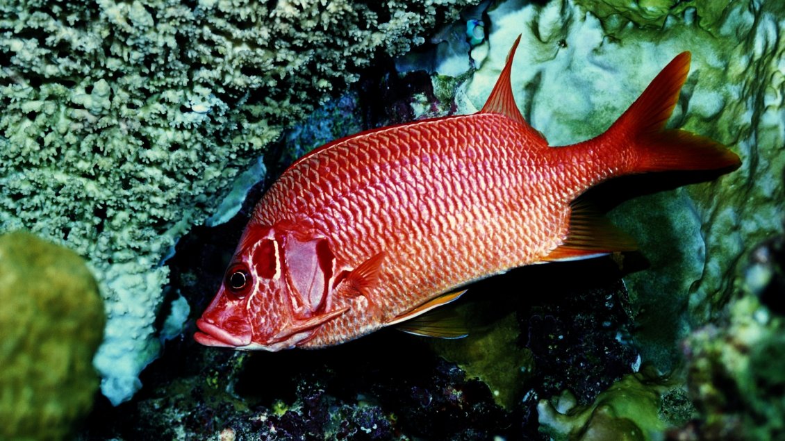 Download Wallpaper Beautiful red fish wallpaper - Interesting fish
