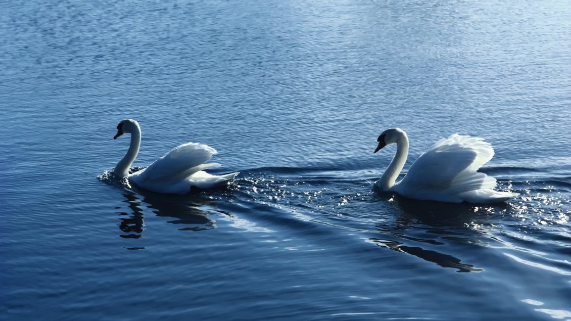 Download Wallpaper Two gorgeous swans swim on water in the sunlight
