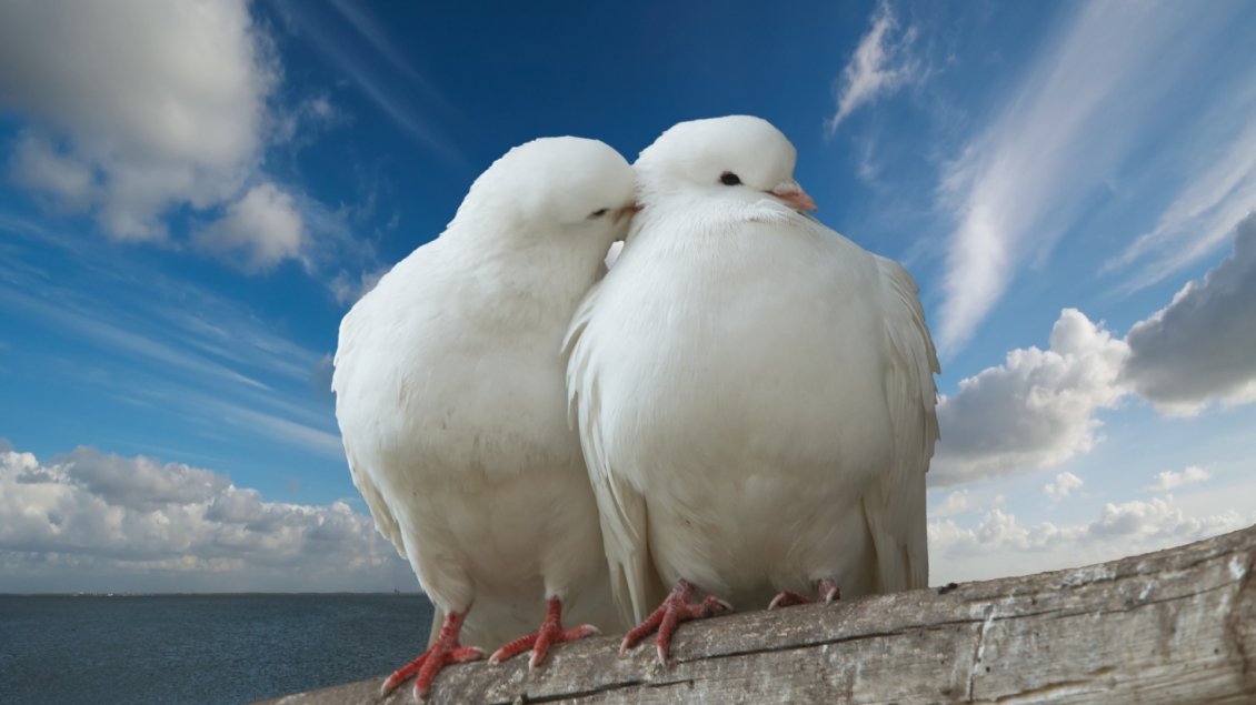 Download Wallpaper Two beautiful white pigeons in love