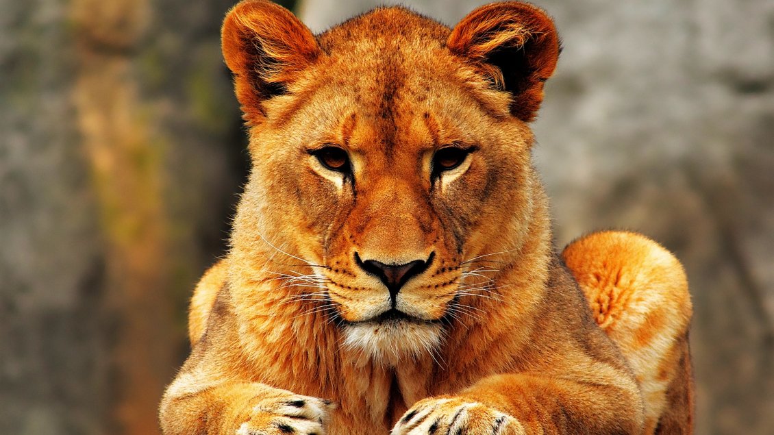 Download Wallpaper Seriously lion female - Wild animal wallpaper