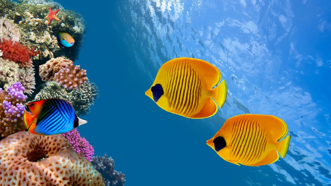 Download Wallpaper Beautiful colorful fish in the Siam Bay Thailand