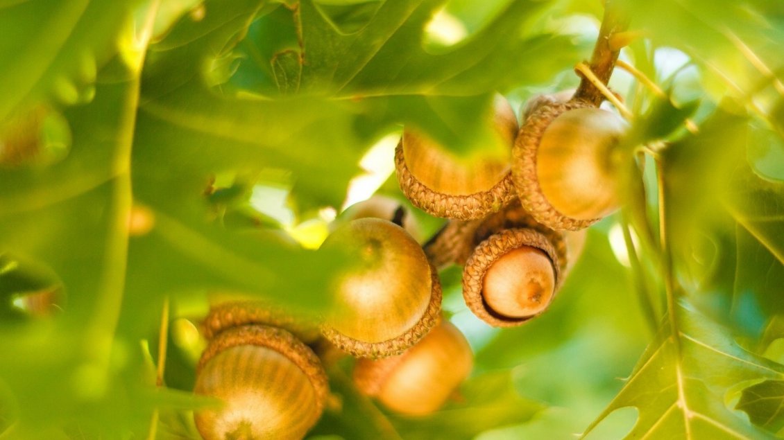 Download Wallpaper Many acorns between the green leaves