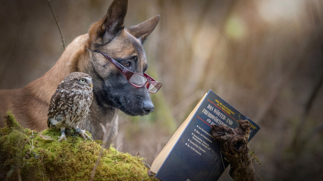 Download Wallpaper A dog and an owl read a book in the forest - Funny wallpaper