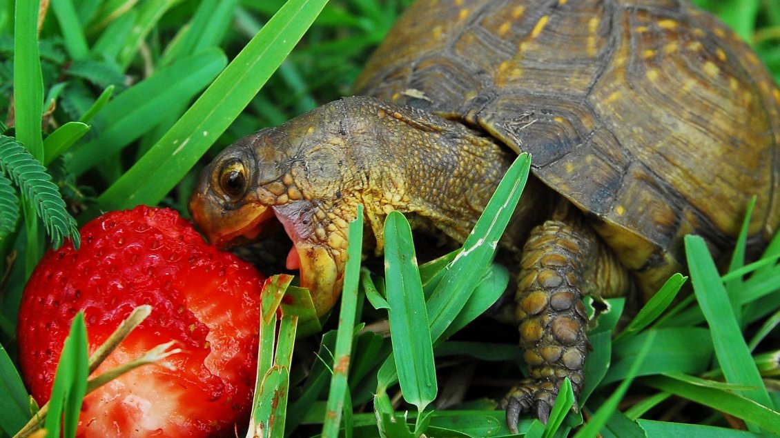 Download Wallpaper A turtle eat a strawberry in the green grass