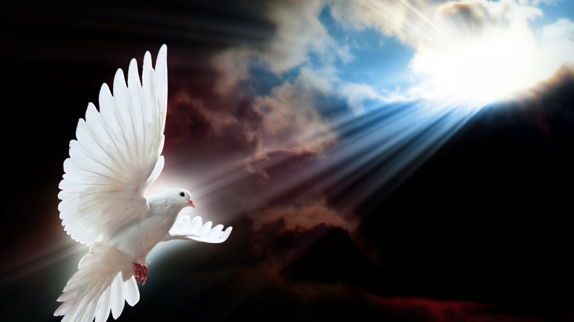 Download Wallpaper A white dove with opened wings in sunlight