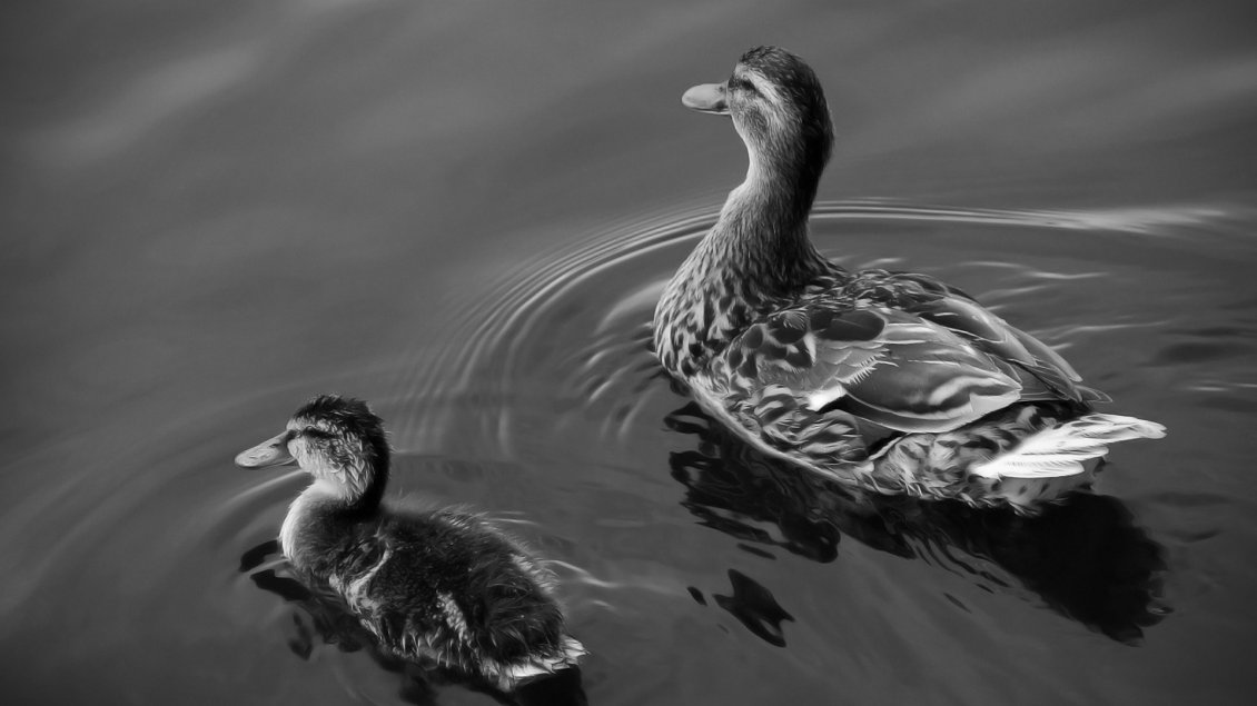 Download Wallpaper Ducks swims on lake - Black and white wallpaper