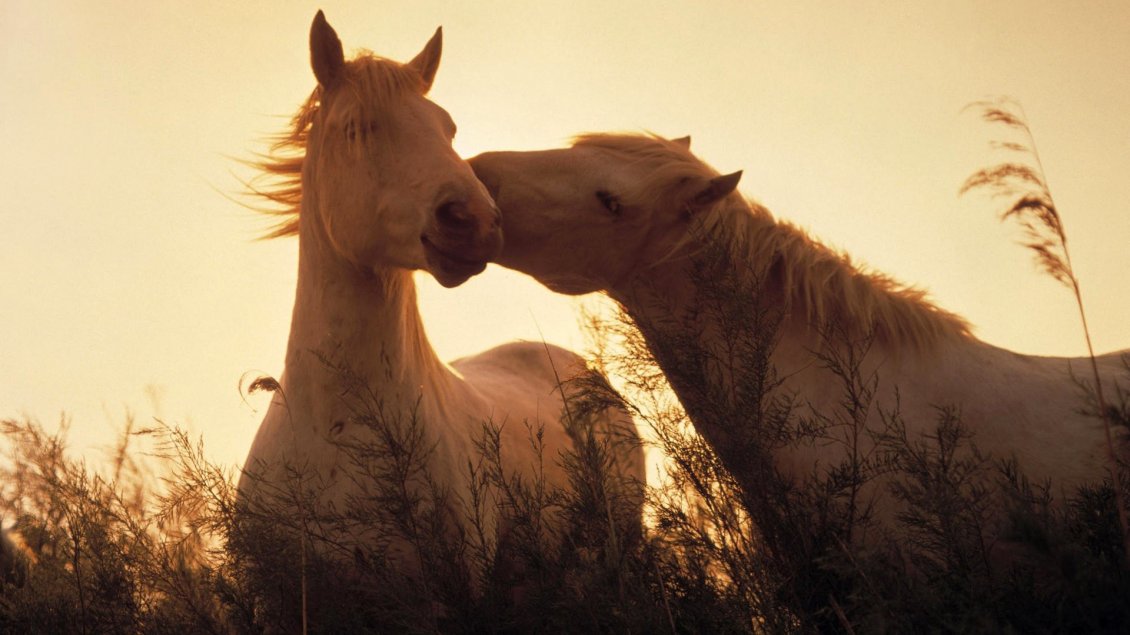 Download Wallpaper Two stunning white horses in sunlight