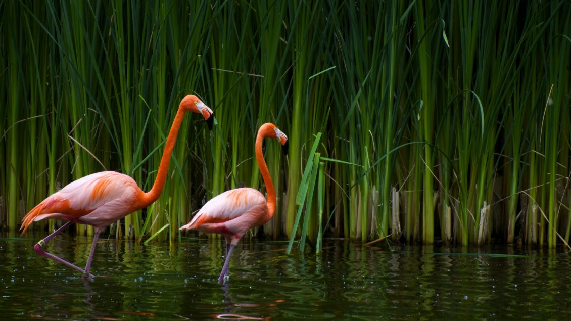 Download Wallpaper A pair of flamingos in water - Orange birds