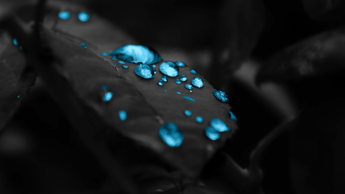 Download Wallpaper Turquoise water drops on a leaf - Abstract wallpaper
