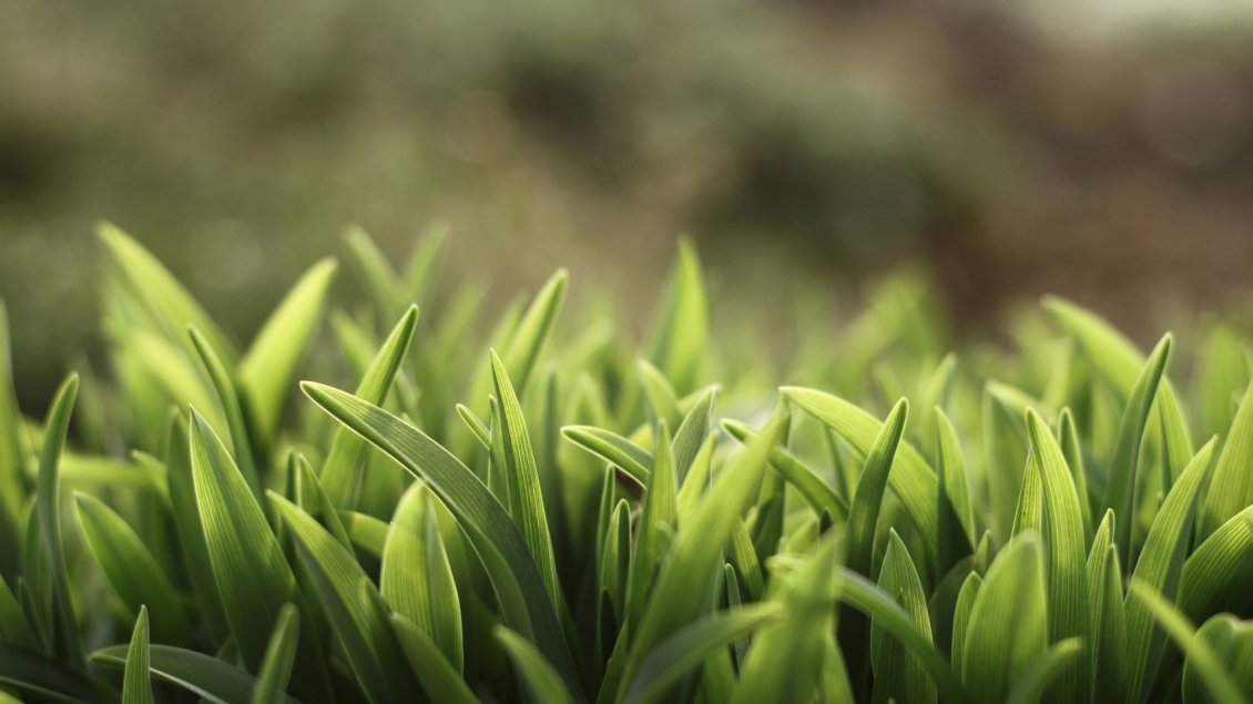 Download Wallpaper Green grass in field - Macro HD wallpaper