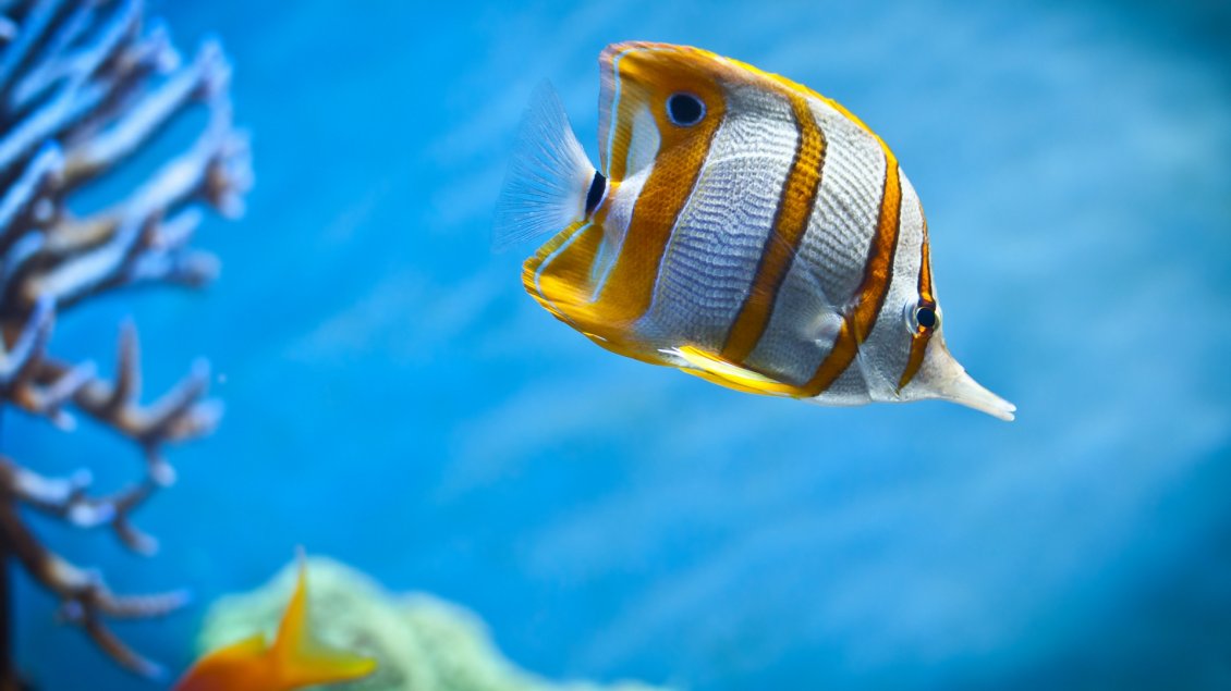 Download Wallpaper A beautiful fish with stripes of gold
