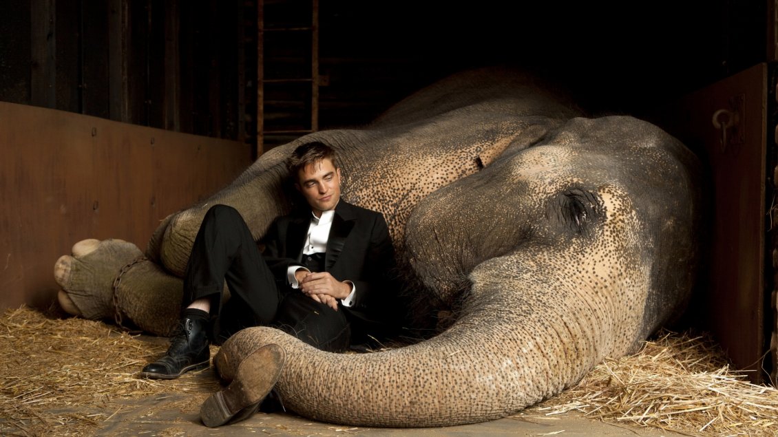 Download Wallpaper Robert Pattinson in black suit besides an elephant