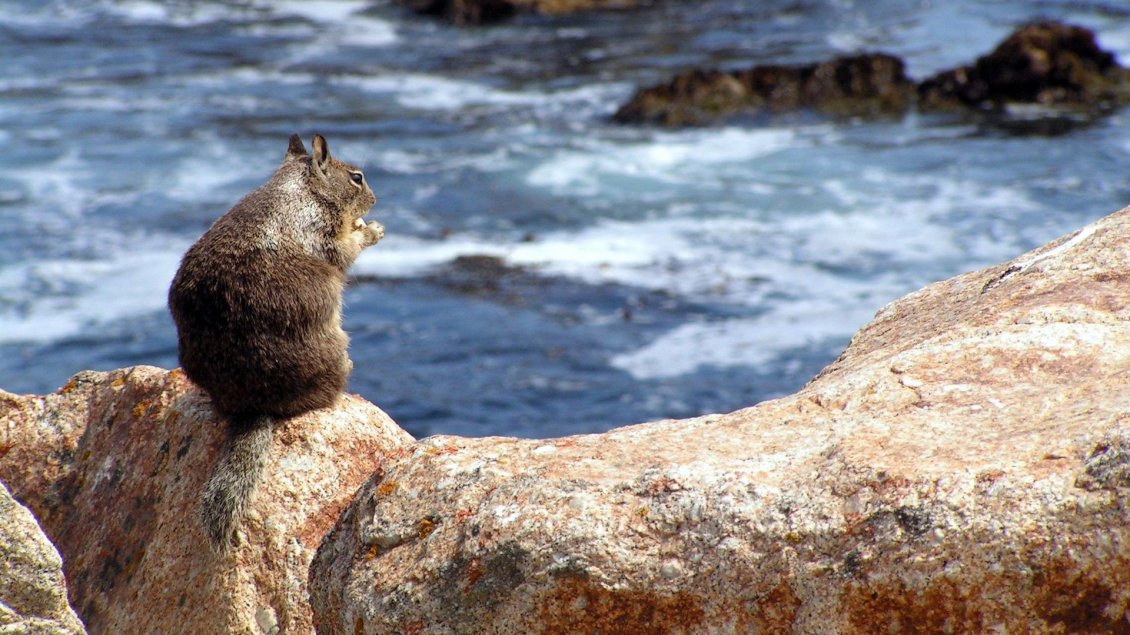 Download Wallpaper A squirrel on rocks on the shore of water