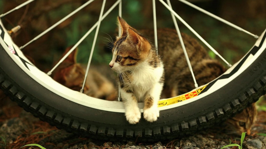 Download Wallpaper A cute kitty between the spokes of a bicycle wheel