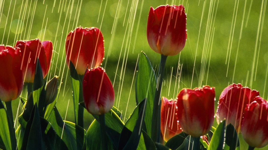 Download Wallpaper Red tulips under the rain - Flowers wallpaper