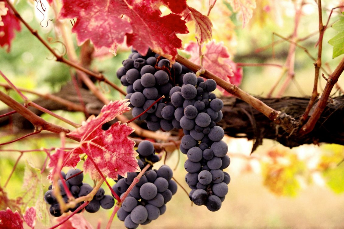 Download Wallpaper Delicious grapes for a delicious wine - HD wallpaper