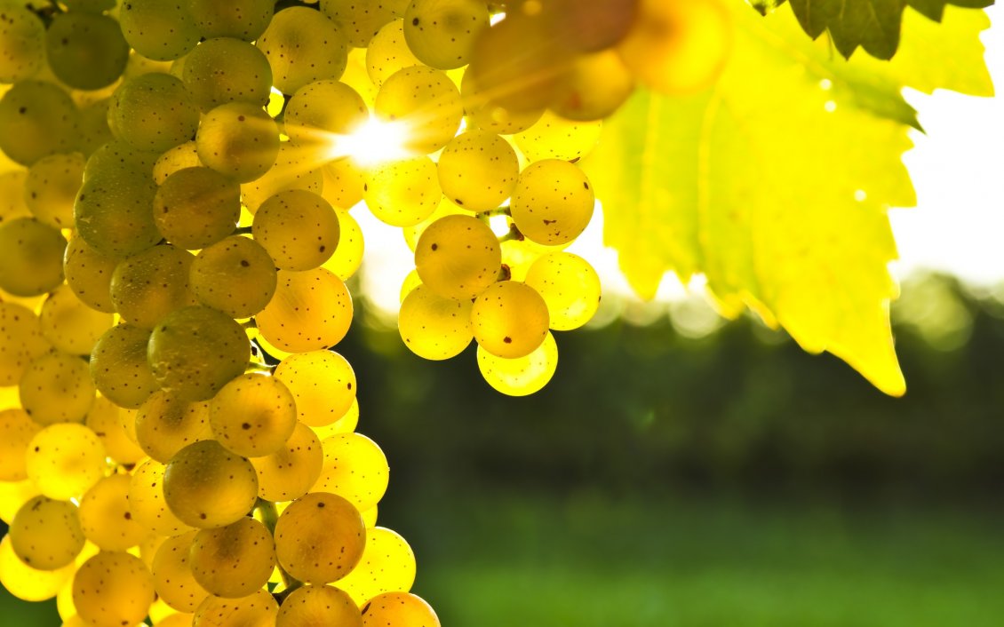 Download Wallpaper Beautiful golden grapes in the light of autumn sun