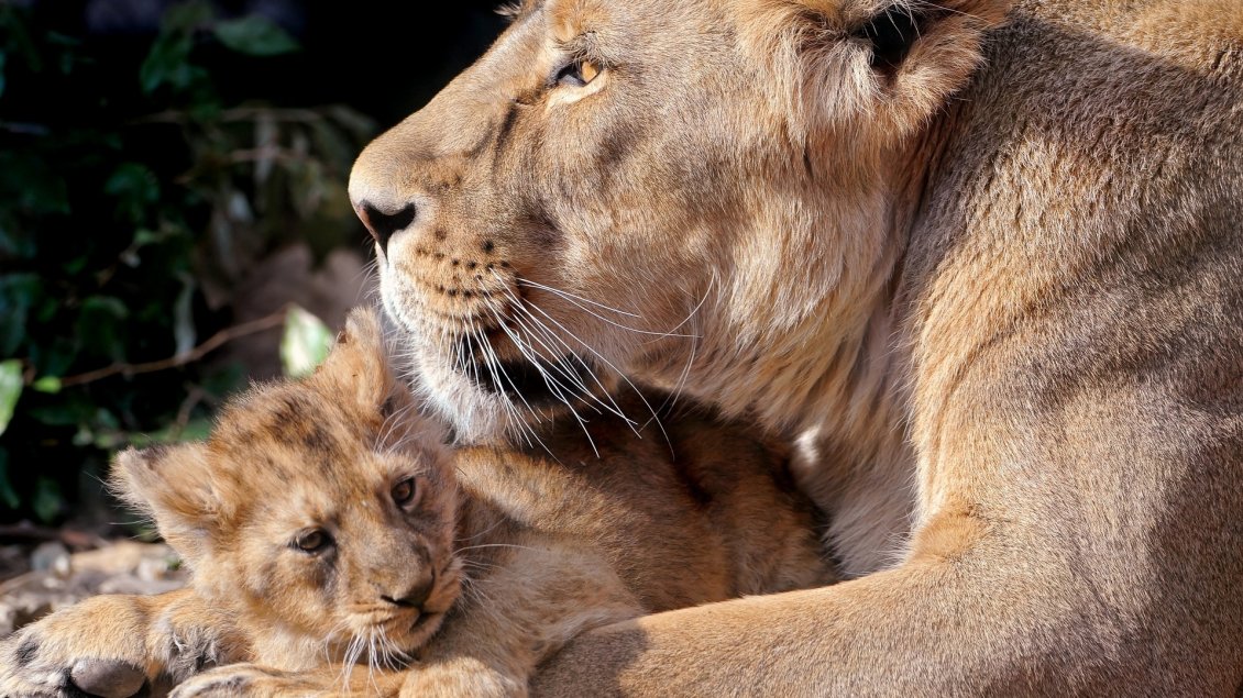 Download Wallpaper Lioness and her sweet cub - Wild animals family