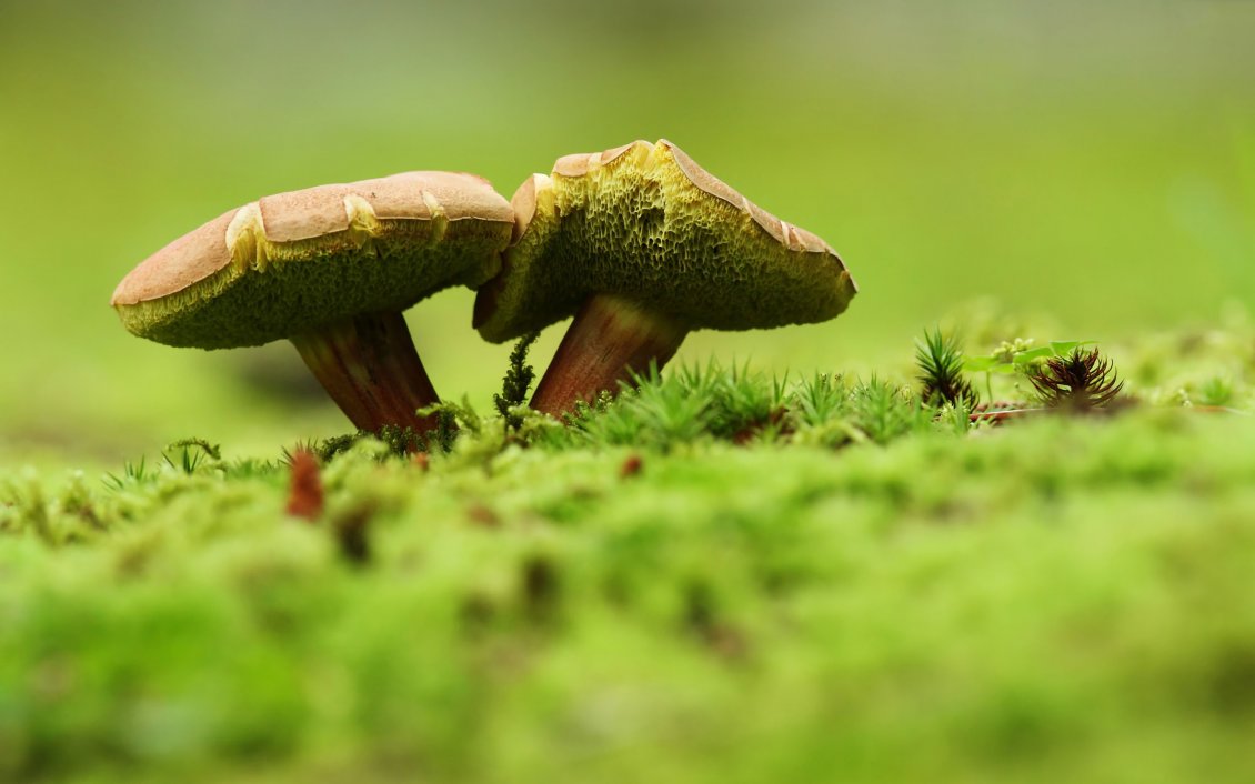 Download Wallpaper Two sisters in the woods - wild mushrooms