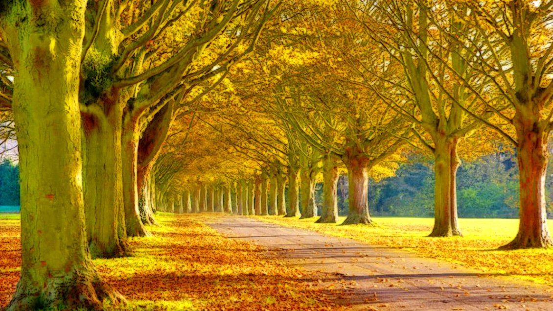 Download Wallpaper Autumn time - trees and leaves in the park