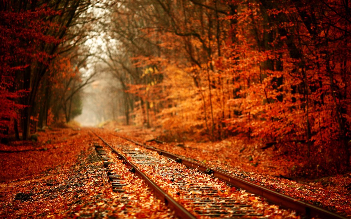 Download Wallpaper Train tracks covered with autumn leaves