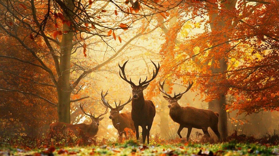 Download Wallpaper Beautiful deers in the forest - special autumn time