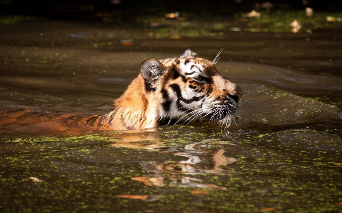 Download Wallpaper Tiger swimming in dirty water - Wild animals