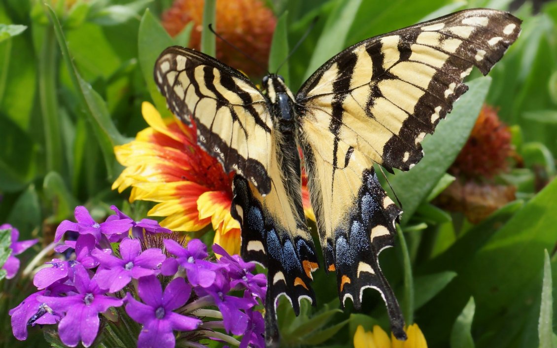 Download Wallpaper Beautiful black and cream butterfly on the colorful flowers