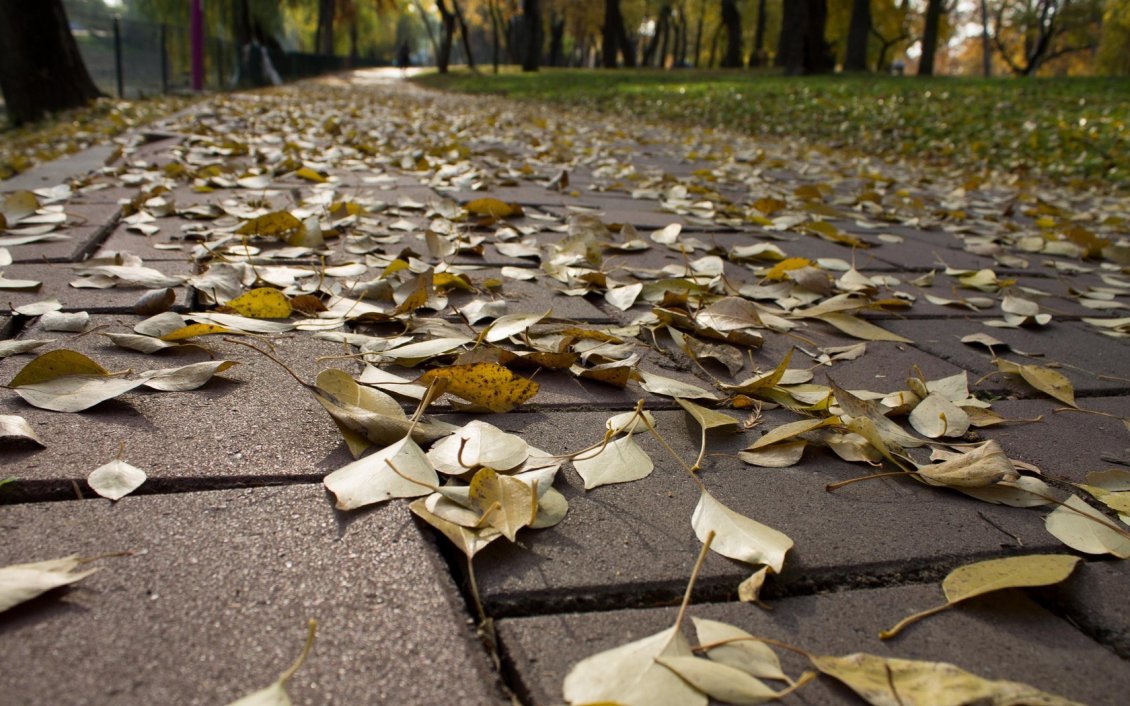 Download Wallpaper Yellowed leaves on the park alley
