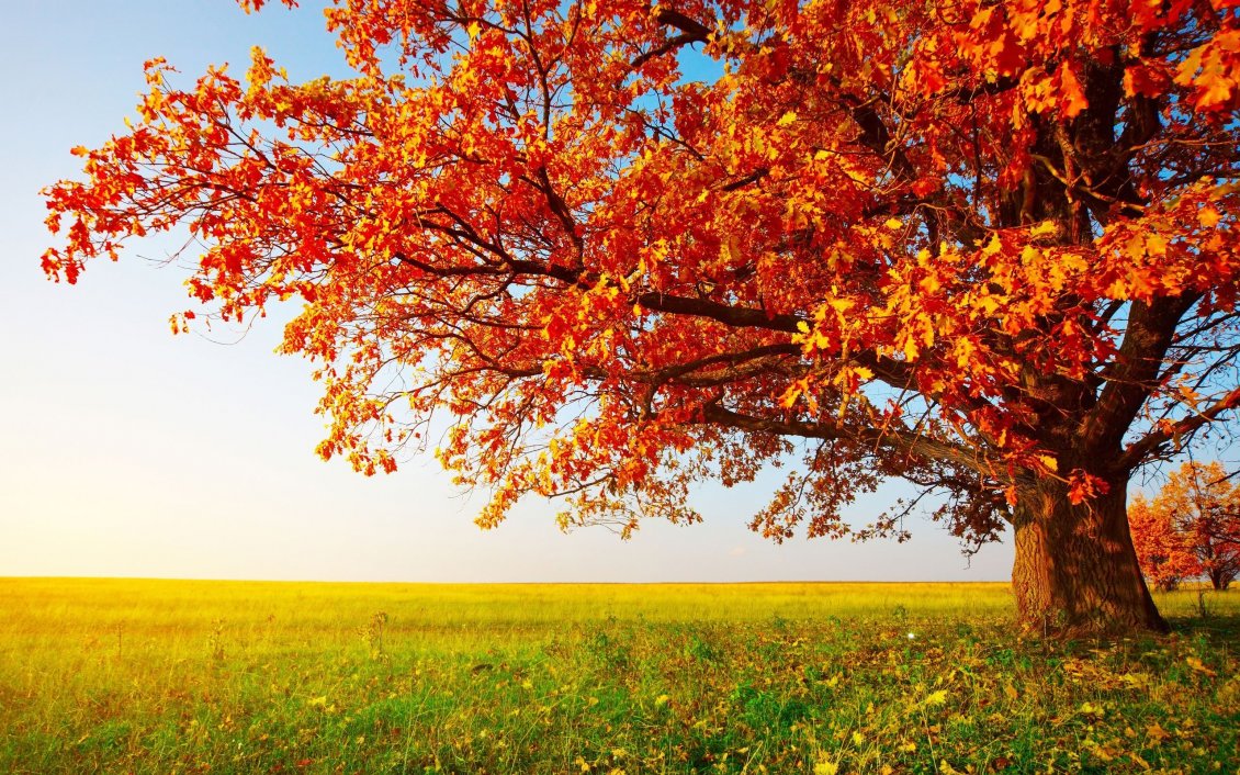 Download Wallpaper Big tree in the middle of autumn season - HD wallpaper