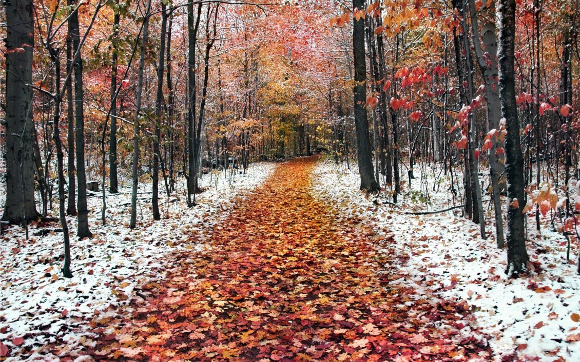 Download Wallpaper Path full with autumn leaves in the forest - first snow