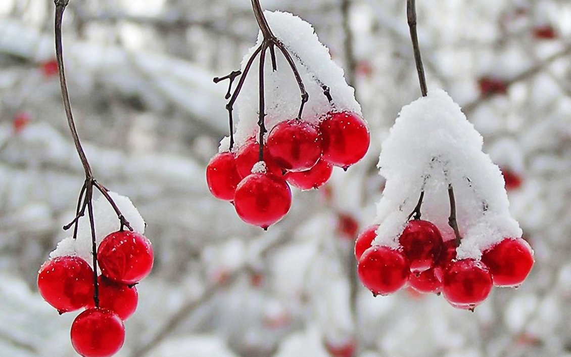 Download Wallpaper Frozen cranberries - cold winter time