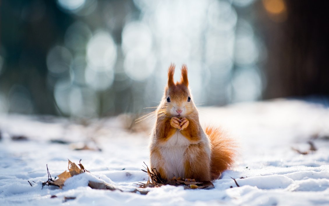 Download Wallpaper Sweet little squirrel in the snow - Winter wallpaper