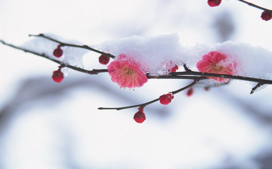 Download Wallpaper Cherry tree blossom in the middle of winter