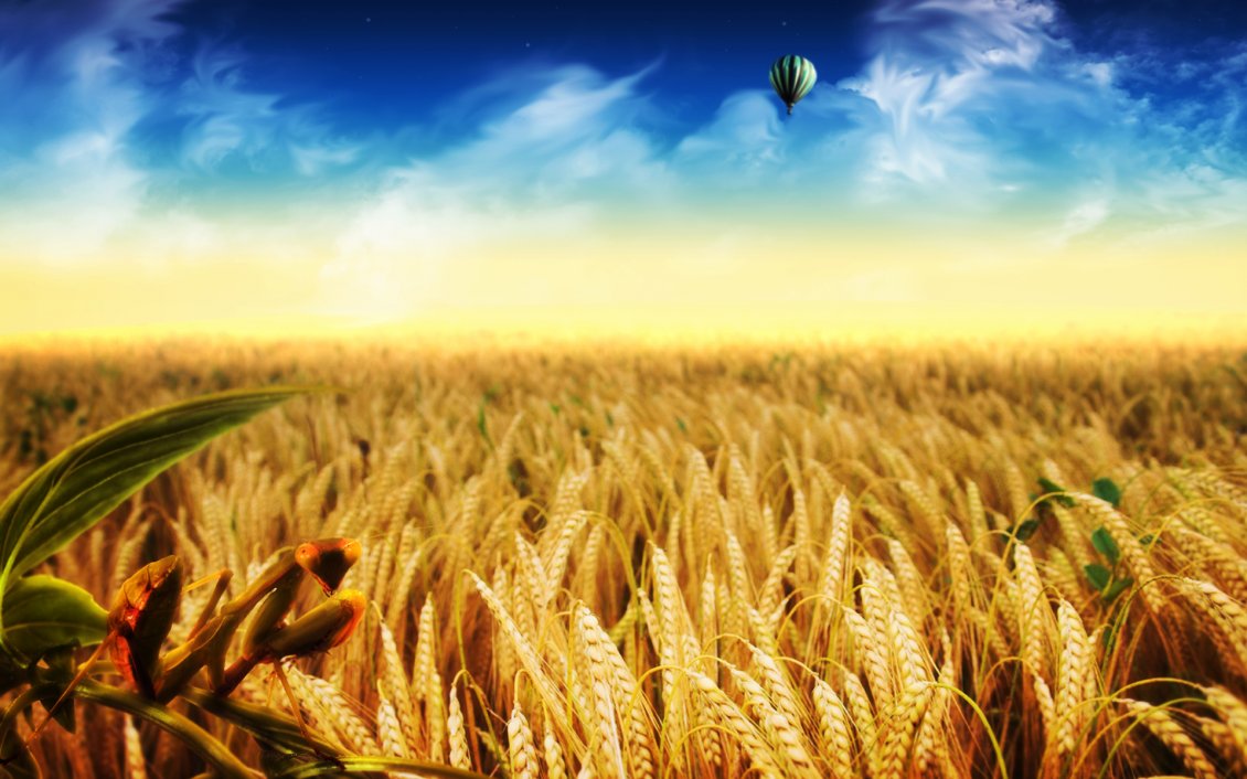 Download Wallpaper Golden wheat field - HD wonderful nature wallpaper