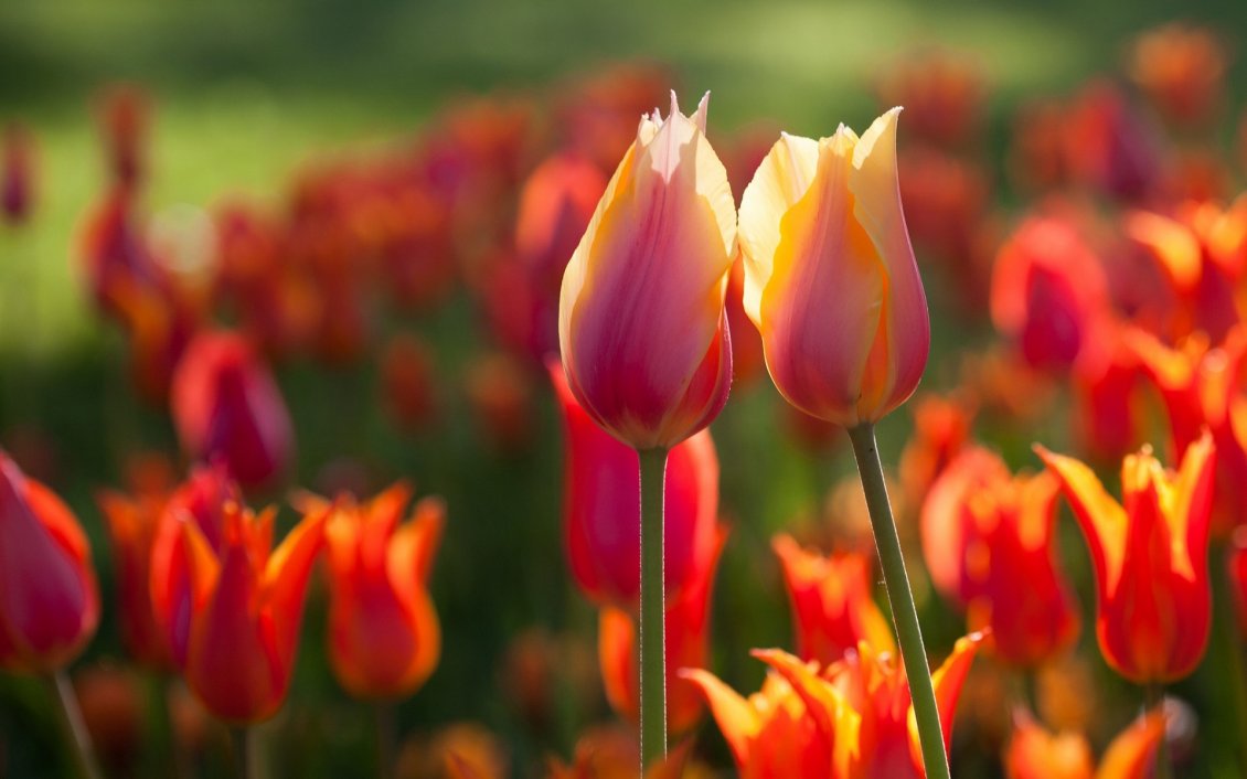 Download Wallpaper Two lovely tulips - Spring flowers