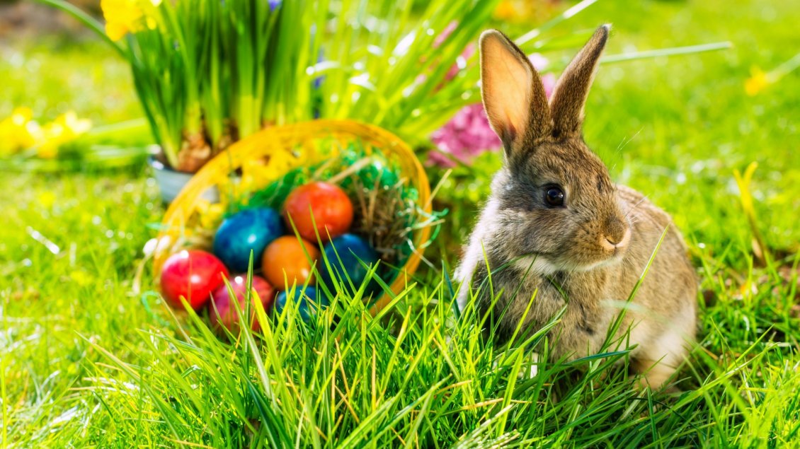 Download Wallpaper Easter time - fluffy rabbit in the green grass of spring