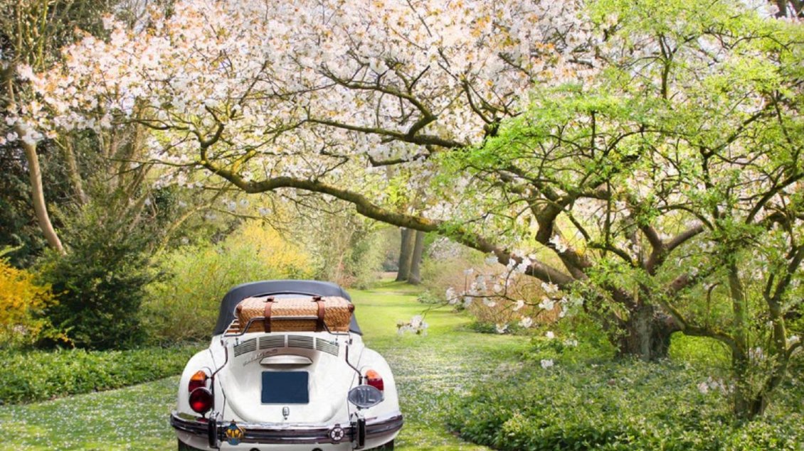 Download Wallpaper Walking in the forest with the car - Spring season