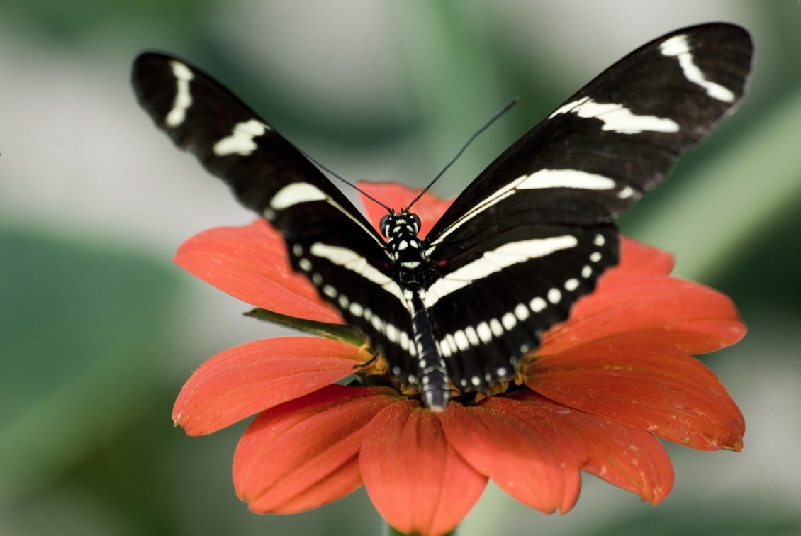 Download Wallpaper Big black and white butterfly on a flower
