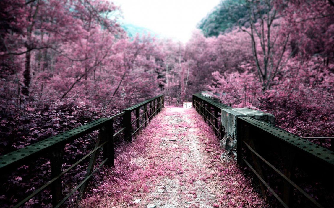 Download Wallpaper Pink path through the park - blossom trees