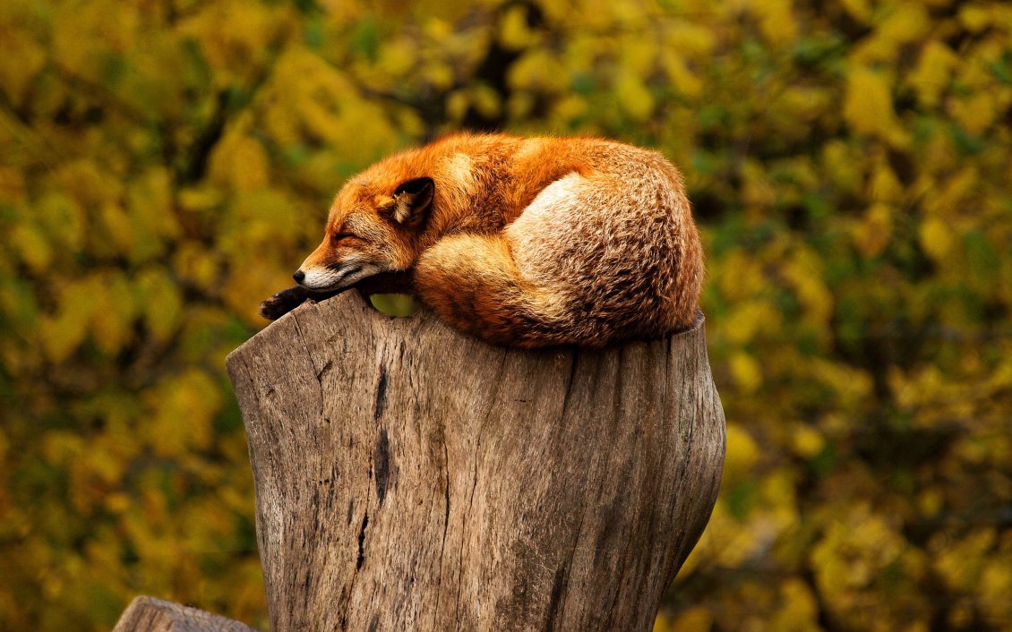 Download Wallpaper Wild fox sleep on a bunch of tree