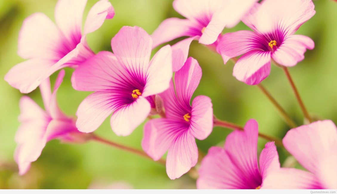 Download Wallpaper Pink spring flowers - beautiful season