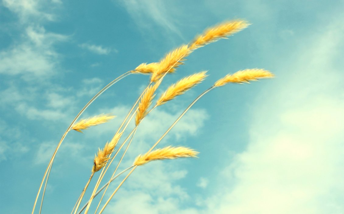 Download Wallpaper Golden wheat in the wind - HD wallpaper
