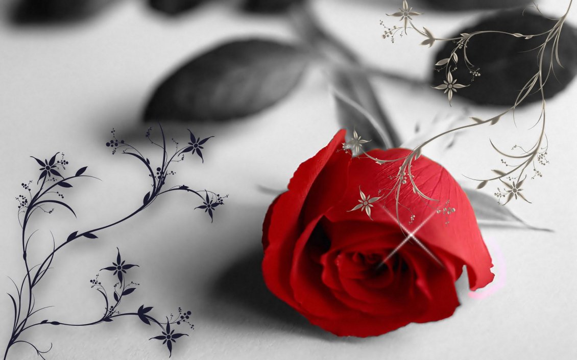 Download Wallpaper Red rose in a black and white wallpaper - love moments