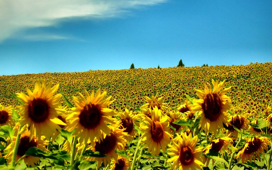 Download Wallpaper Field full with sunflowers - Beautiful summer time